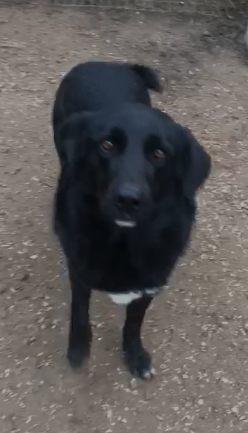 Connor, Cerca Casa (Adozione Del Cuore)